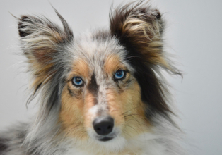 Coleiras de ação repelente e inseticida são essenciais no combate à leishmaniose em cães 