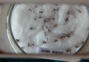 Em meio à epidemia de dengue, Ministério da Saúde inaugura biofábrica de mosquitos não transmissores de vírus