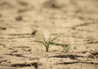Epagri elenca recomendações para amenizar efeitos da estiagem na agricultura e pecuária