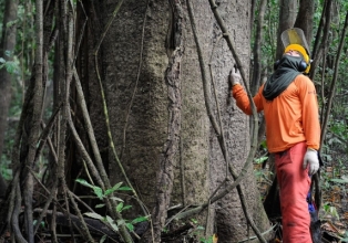 Desburocratização da concessão florestal está entre as reivindicações da Agenda Legislativa da Indústria 2022