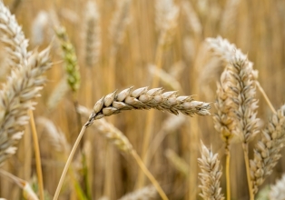 Exportação de trigo do Brasil deve aumentar neste trimestre