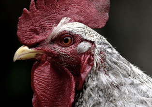 Secretara alerta sobre gripe aviária