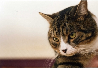 Toxoplasmose: gatos não devem ser considerados vilões para a doença