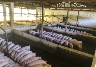 Exportações de carne suína alcançam 924 mil toneladas em outubro
