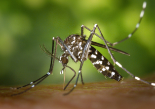 Santa Catarina registrou mais de 53 mil casos prováveis de dengue este ano