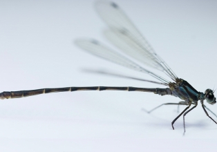 Pesquisadores descobrem nova espécie de libélula no fragmento do Cerrado da UFSCar