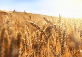 Guerra na Ucrânia não compromete abastecimento de trigo, mas provoca alta no preço do produto