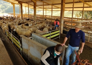 Agricultura de Treze Tílias, em parceria com Sebrae, desenvolve projeto piloto na área de ovinocultura