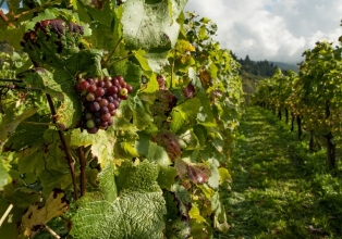 Municípios da região figuram no território produtor de Vinhos Finos de Altitude
