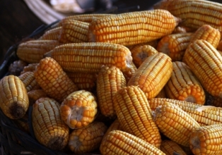 Agroindústria catarinense empenhada na solução para escassez de milho
