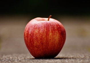 Produtor de Caçador inicia colheita de variedades precoces de maçã