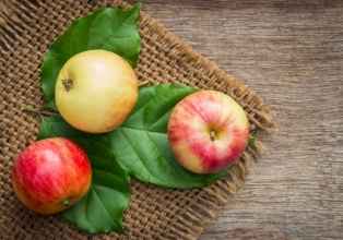 Nereo Lopes de Lima: Colheita da maçã