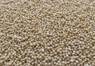 Conab estima safra de grãos em 309,9 milhões de t, influenciada pelo aumento de 20,6% na produção de soja