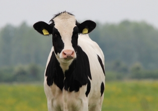 China habilita exportação de soro fetal bovino de sete frigoríficos brasileiros