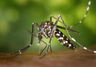 Santa Catarina vive uma explosão no número de casos prováveis de dengue