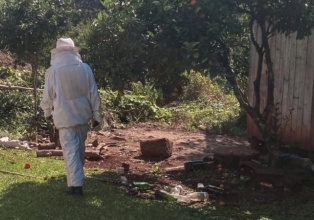Cachorro morre após ataque de abelhas em bairro de Videira