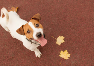 Chegada do outono exige atenção redobrada com saúde dos pets