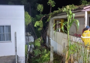 Pinheiro cai sobre casas durante tempestade que atingiu Videira