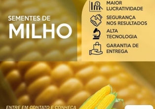Secretaria Estadual da Agricultura inicia distribuição de sementes de milho do Programa Terra Boa