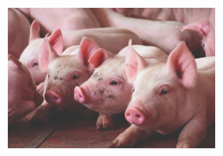 Óleos essenciais beneficiam a saúde intestinal de suínos e ajudam rentabilidade da granja