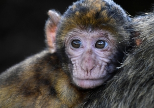 Plano de prevenção à varíola dos macacos é anunciado pelo Estado