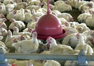 Acordo permitirá a venda de carne de frango para Argélia