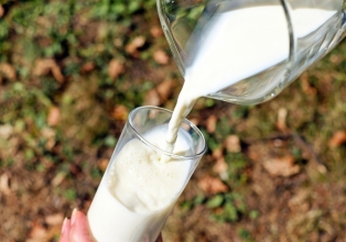 Governo anuncia o programa leite bom Santa Catarina
