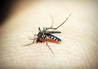 Aumenta o caso de Dengue em Santa Catarina