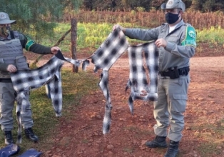 Felino ataca agricultor em São José do Ouro durante colheita de pinhão