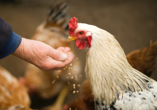 Governo do Estado discute ações contra influenza aviária