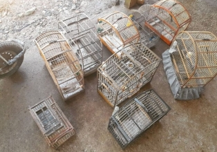 Policia Militar Ambiental de Joaçaba flagra diversos pássaros silvestres mantidos em cativeiro no interior do município