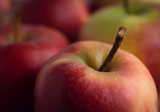 Abertura oficial da safra nacional da maçã acontece neste sábado