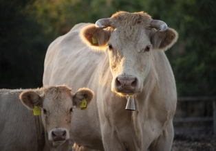 Brasil produziu 8,91 milhões de toneladas de carne bovina em 2023