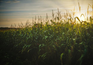 Governo Federal aprova aquisição de milho para abastecimento de programa da Conab