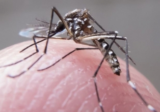 Em menos de 6 meses, mortes por Dengue mais que dobram em relação a 2021 