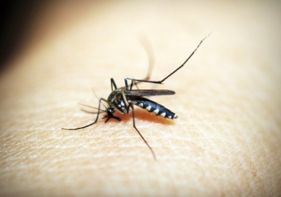 O Brasil bateu recorde de mortes por dengue no ano de 2023. 