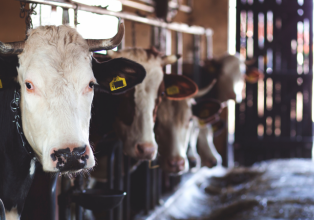 Criador de gado tem prejuízo de quase R$ 70 mil na venda de 16 animais para moradores de Catanduvas