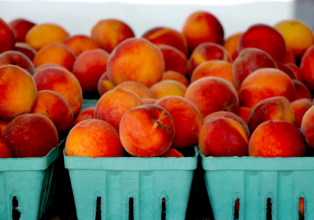 Mais de 7 mil toneladas de frutas de caroço devem ser produzidas neste ano em Videira