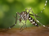 Técnica da Vigilância epidemiológica destaca situação da dengue no município e trabalho de prevenção que vem sendo realizado