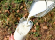 Governo anuncia o programa leite bom Santa Catarina