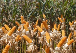 Exportações brasileiras de milho devem atingir 530 mil toneladas em fevereiro, revela Anec