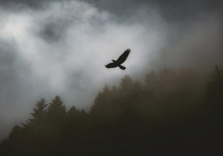 Nereo Lopes de Lima: A águia de haia