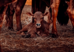 Produtores de gado começam a segunda etapa de vacinação contra febre aftosa