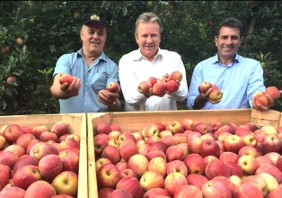 Fraiburgo abre oficialmente na segunda-feira (05), a colheita da maçã safra/2024