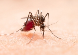 Papo de mosquito: manchas no corpo