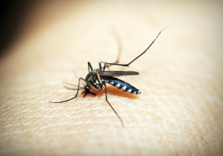 Santa Catarina intensifica o combate a Dengue