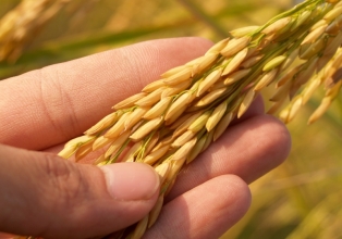 Conab realiza mais um leilão para apoio ao escoamento de trigo nesta terça-feira