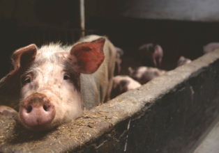 Exportações brasileiras de carne suína cresceram 10% em fevereiro, segundo ABPA