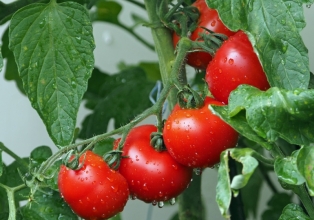 Produção de tomates orgânicos ganha Prêmio Expressão de Ecologia