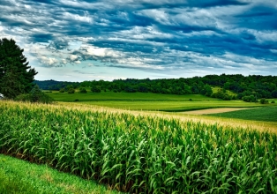 Produção de grãos é estimada em 313 milhões de toneladas na safra 2022/23